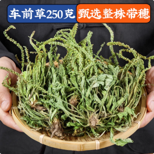 车前草500g克干货官方旗舰店带根非中药材新鲜袋泡茶