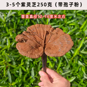 灵芝野生正宗云南深山整朵不苦林芝半野生紫芝片干货煲汤泡酒药材