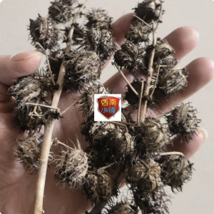 新晒干货蓖麻果 药用整串蓖麻子 带壳野蓖麻籽中草药材蓖麻仁包邮