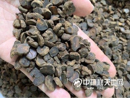 资源储备与需求匹配稳定 乌药行情长期平淡