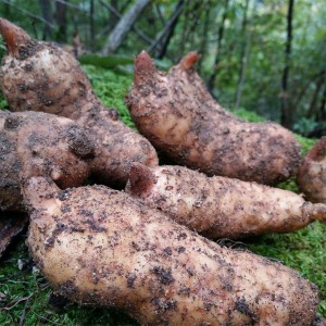 求购陕西商洛野生 / 家种天麻（无硫、个大肉厚）