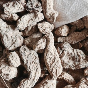 河南焦作怀地黄（鲜 / 干两用）求购