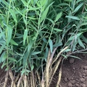野生 / 家种黄芩（山西 / 陕西产区，统片 / 统个）
